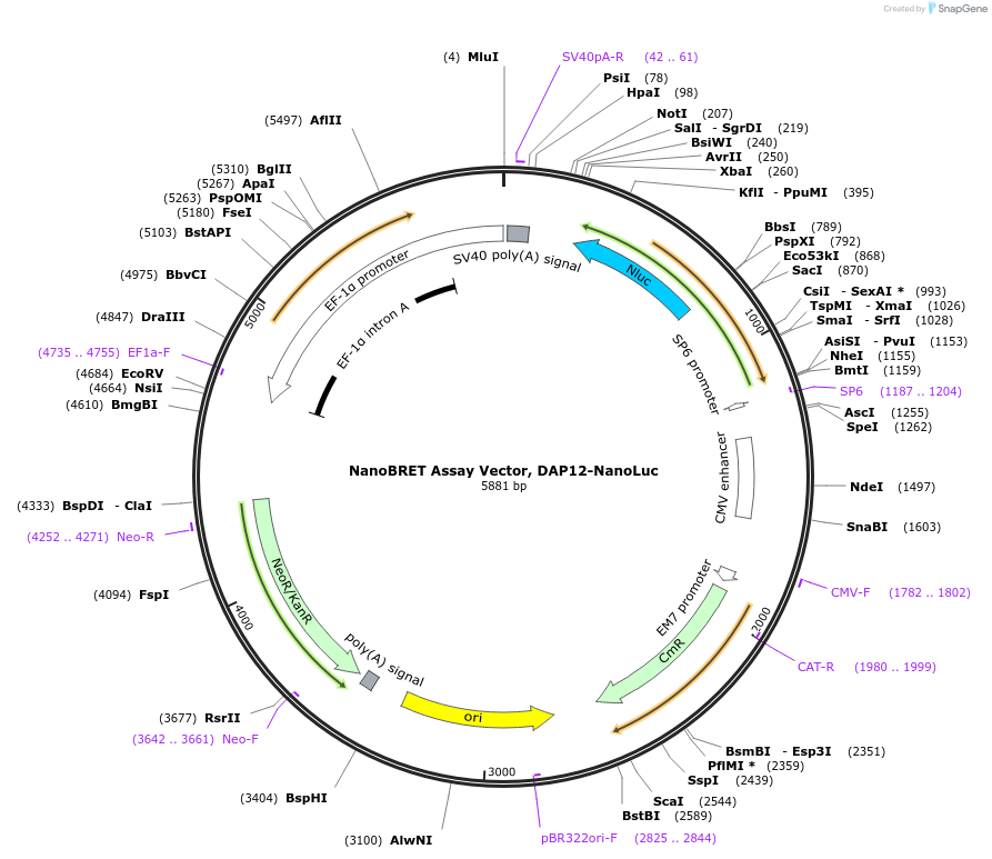 238723-plasmid-map-sequence-id-481955