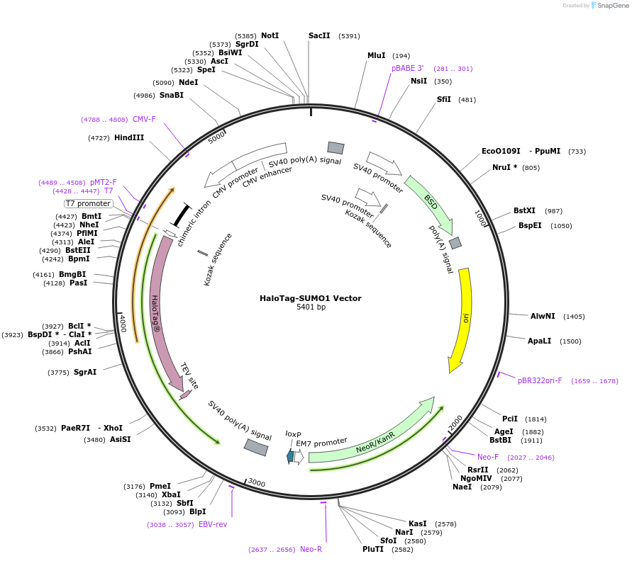 238699-plasmid-map-sequence-id-481956