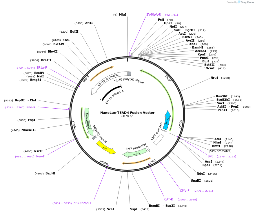 238696-plasmid-map-sequence-id-481957