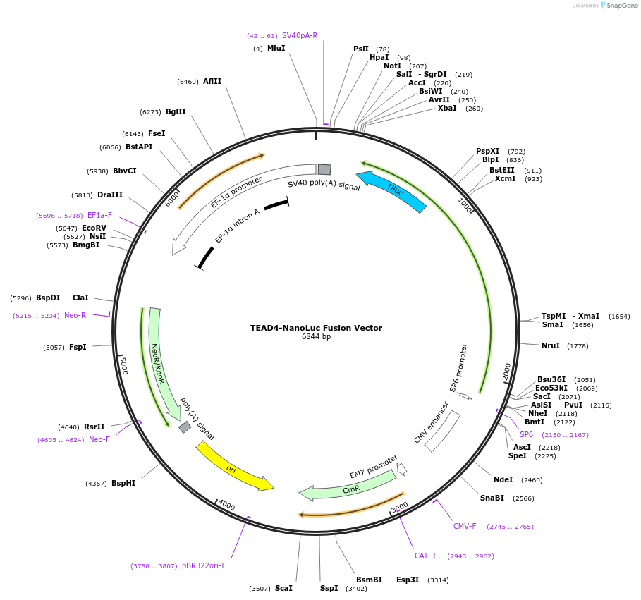 238695-plasmid-map-sequence-id-481958