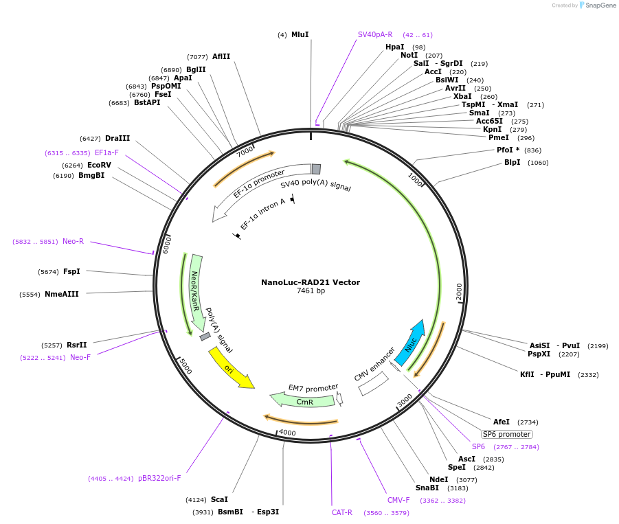 238691-plasmid-map-sequence-id-481959