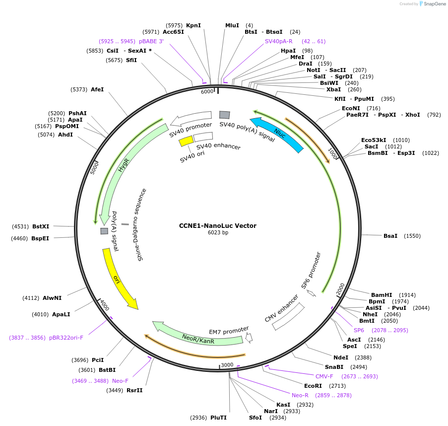 238666-plasmid-map-sequence-id-481962