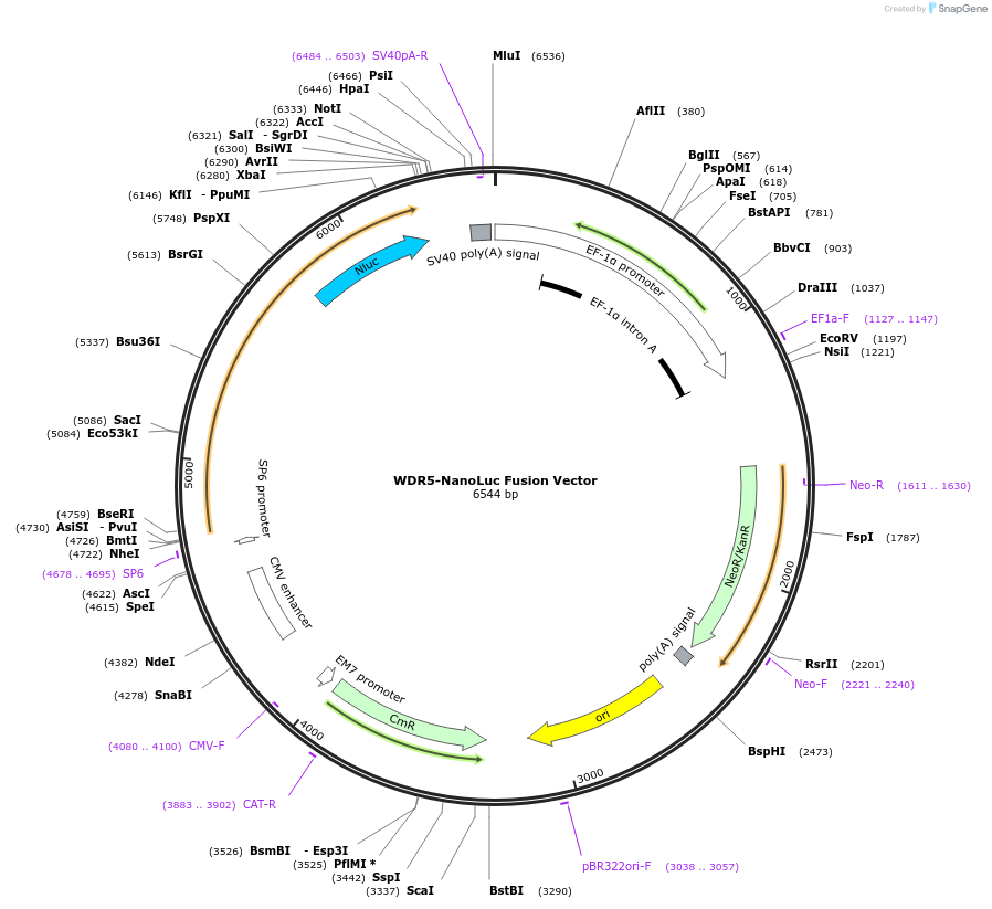 238558-plasmid-map-sequence-id-481968