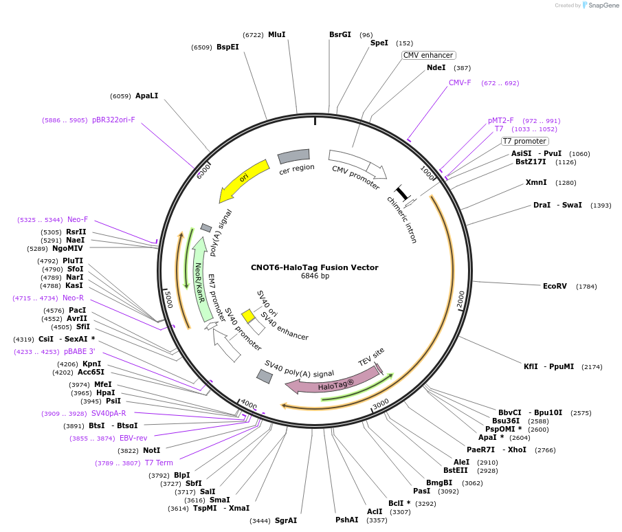238645-plasmid-map-sequence-id-481974