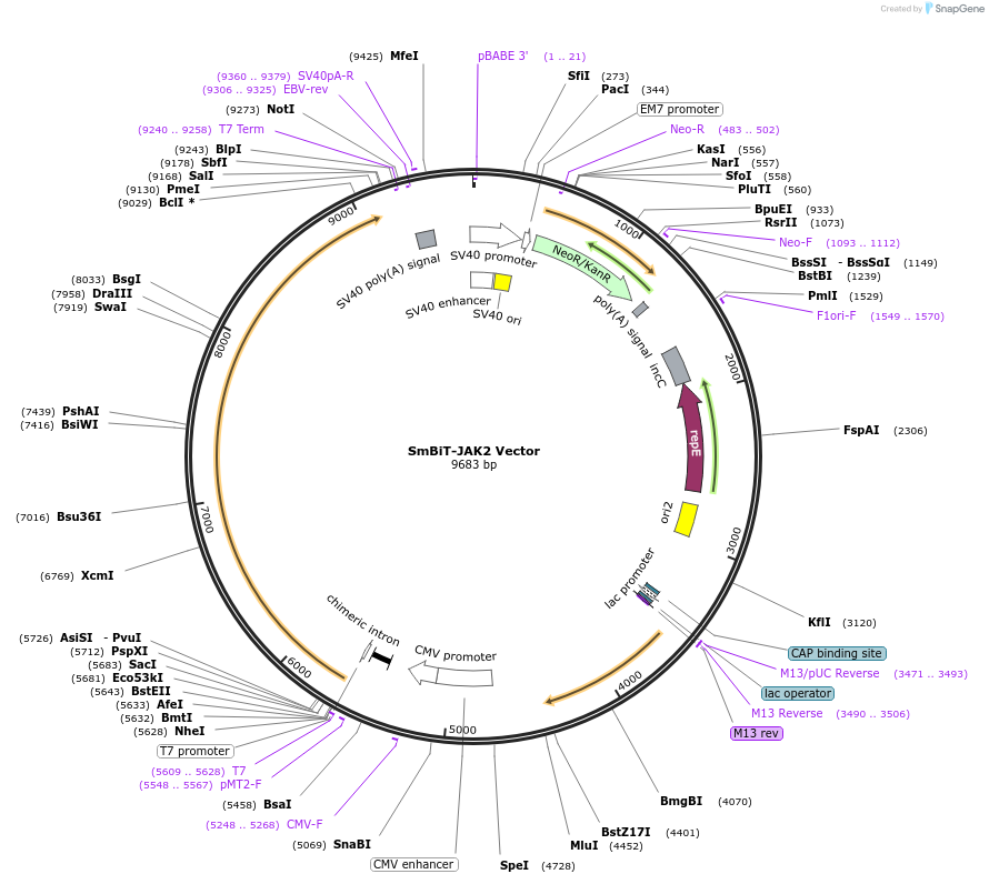 238823-plasmid-map-sequence-id-481977