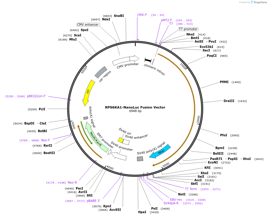 238836-plasmid-map-sequence-id-481980