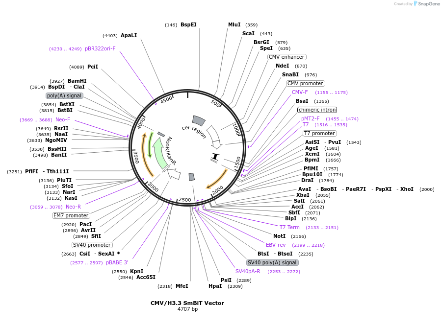 238825-plasmid-map-sequence-id-481981