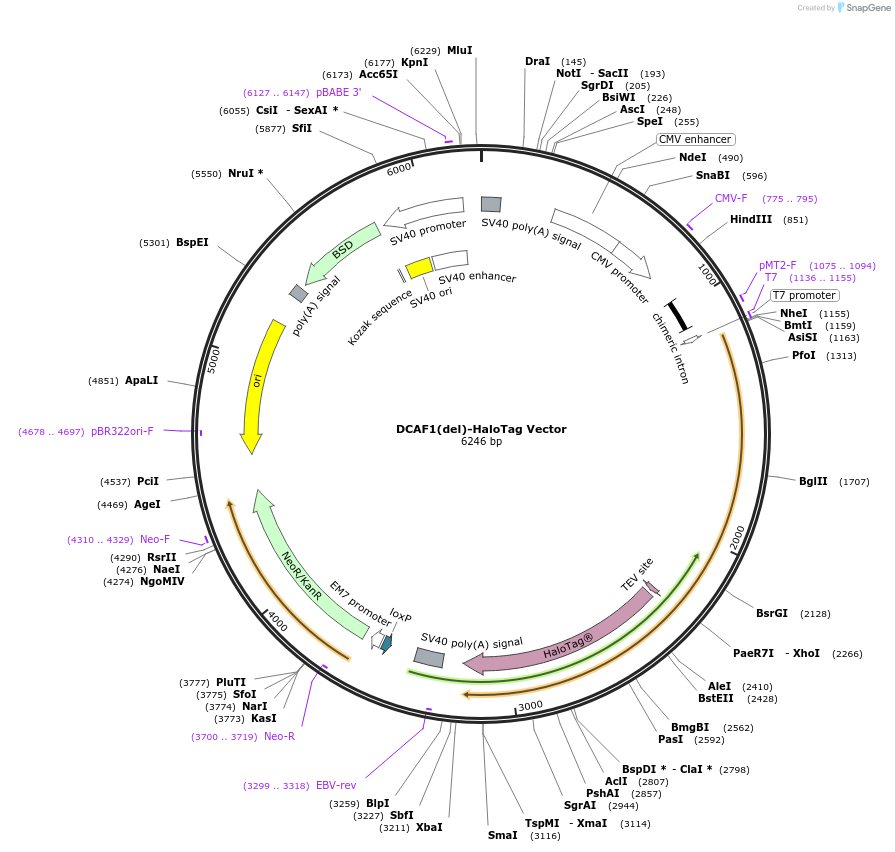238663-plasmid-map-sequence-id-481983