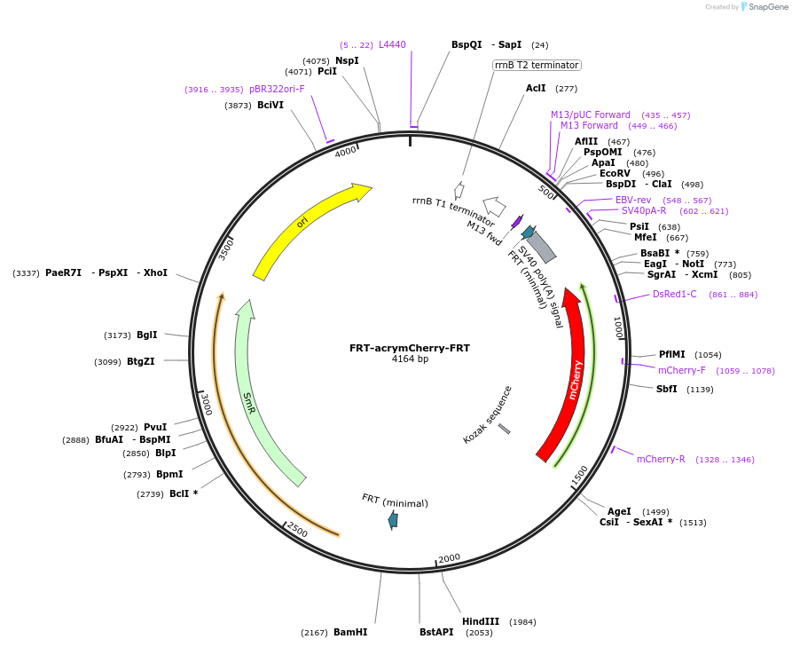 241179-plasmid-map-sequence-id-482012