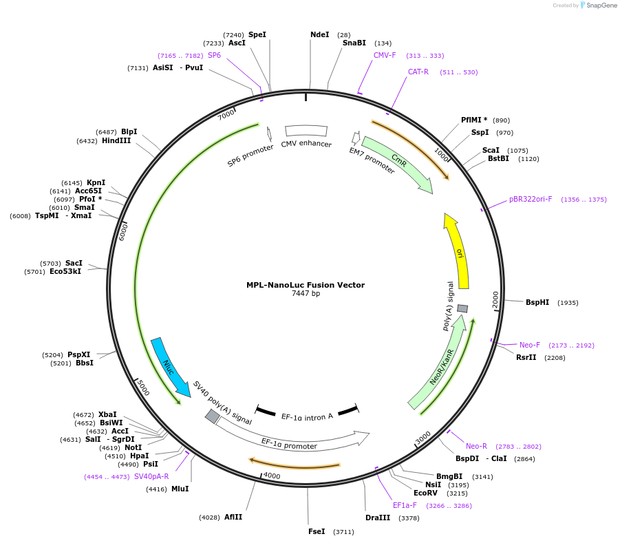 238670-plasmid-map-sequence-id-482015