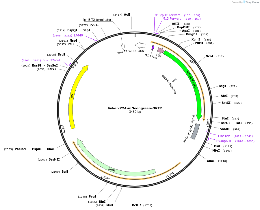 241177-plasmid-map-sequence-id-482016