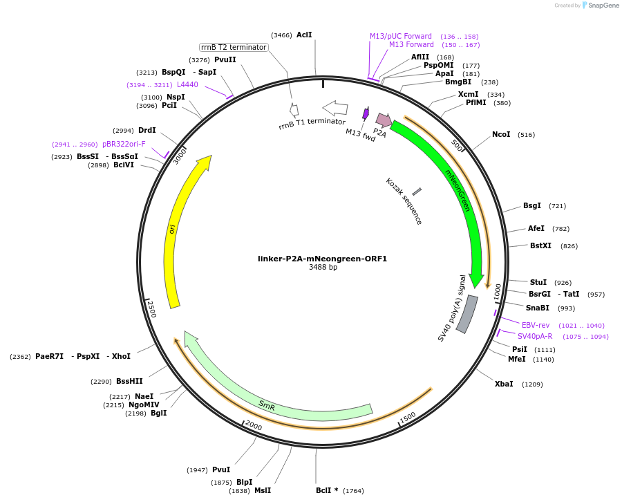 241176-plasmid-map-sequence-id-482017
