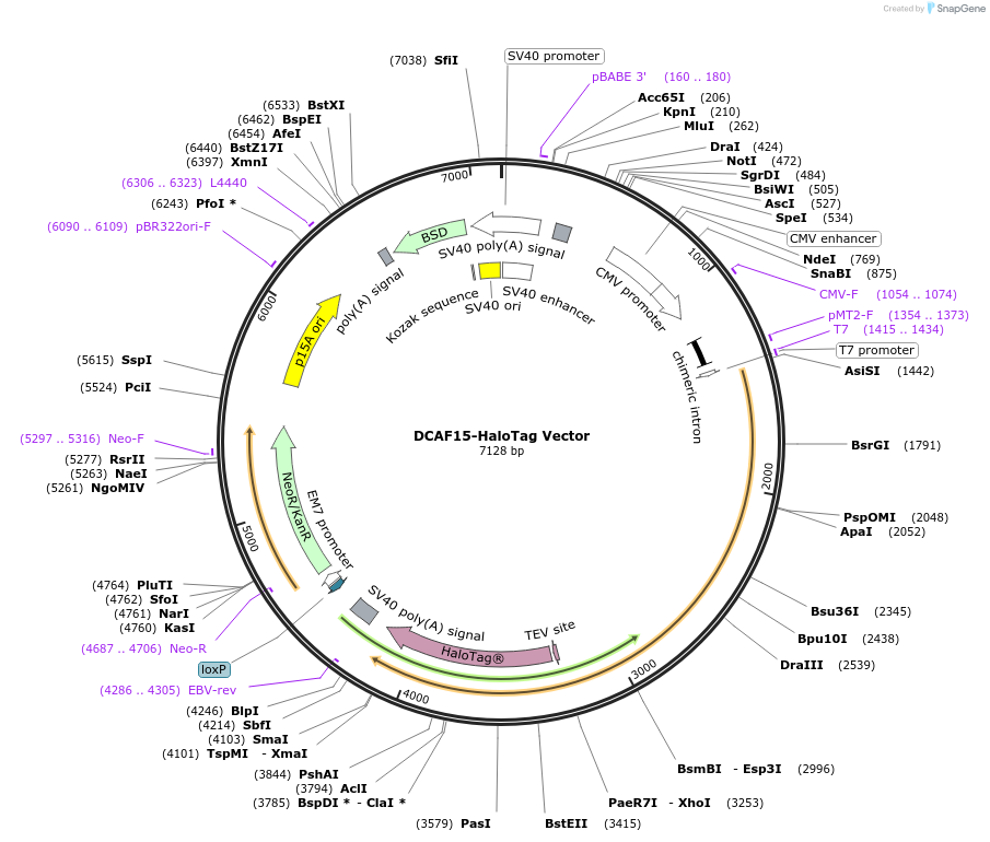 238661-plasmid-map-sequence-id-482020