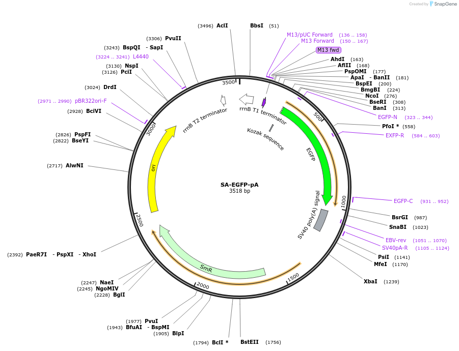241211-plasmid-map-sequence-id-482022
