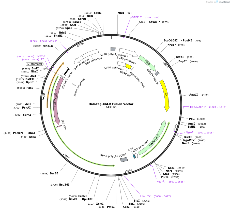 238671-plasmid-map-sequence-id-482026