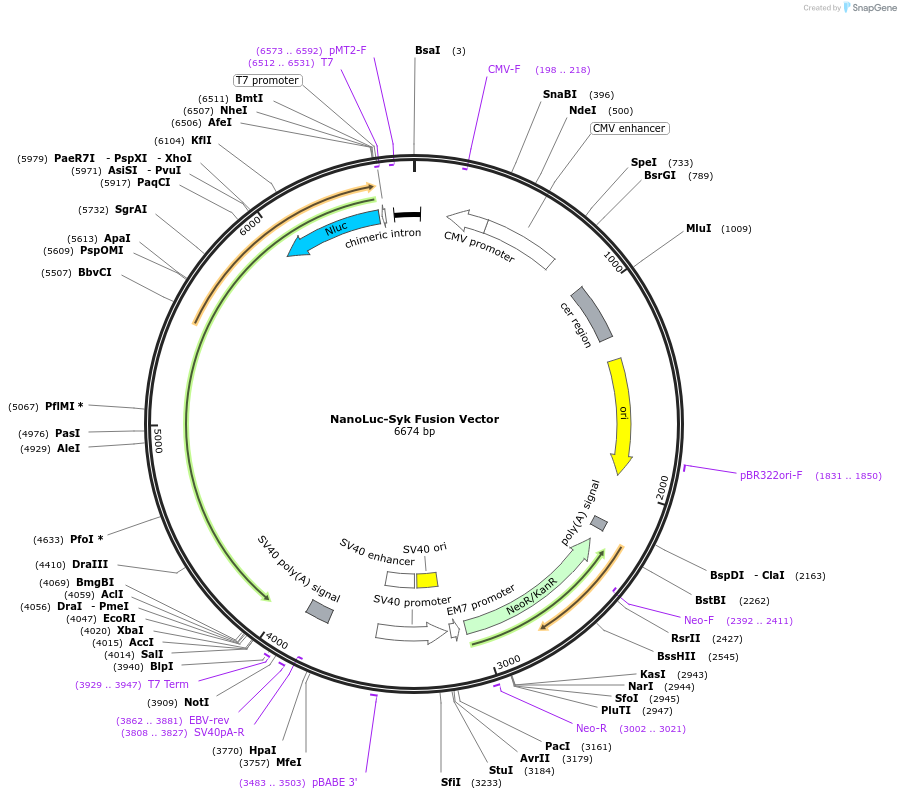 238668-plasmid-map-sequence-id-482027