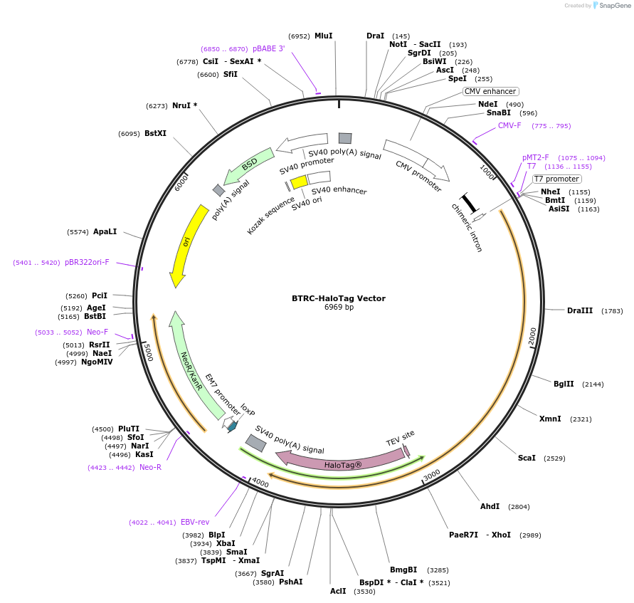 238660-plasmid-map-sequence-id-482032