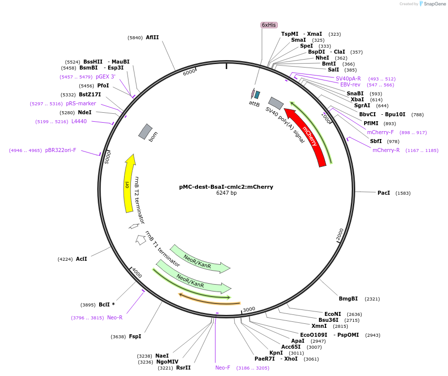241213-plasmid-map-sequence-id-482033