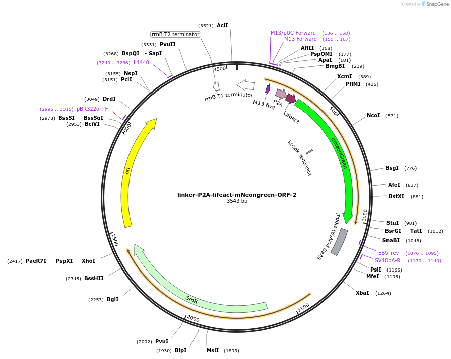 241173-plasmid-map-sequence-id-482034