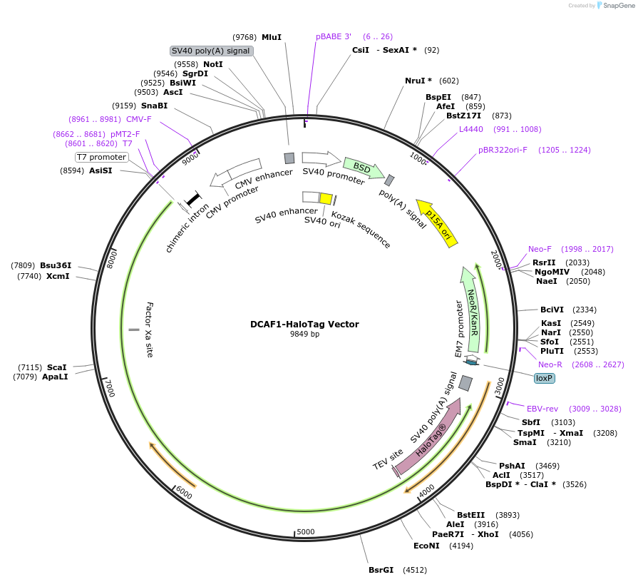 238664-plasmid-map-sequence-id-482035
