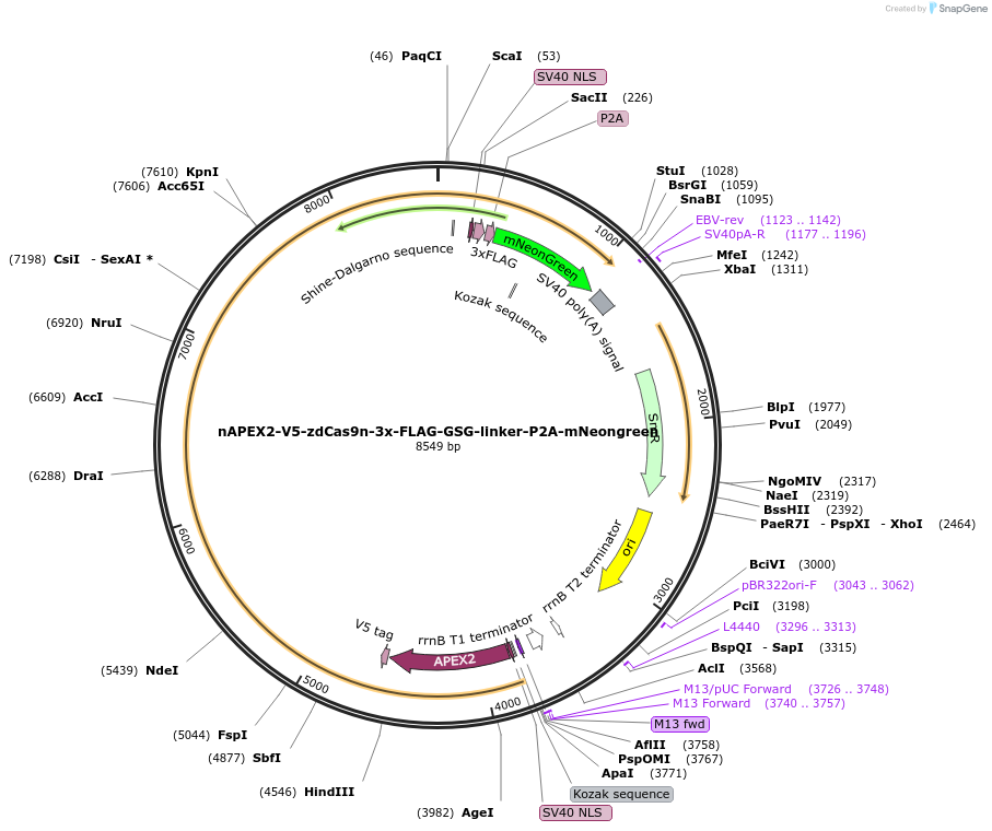 241191-plasmid-map-sequence-id-482037