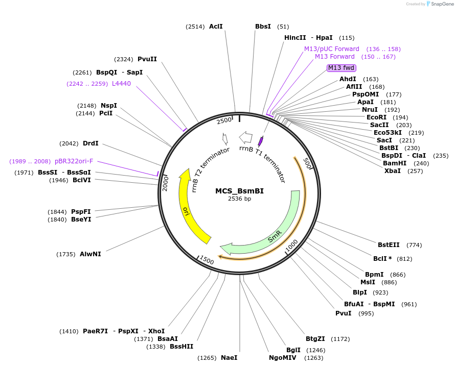 241170-plasmid-map-sequence-id-482039