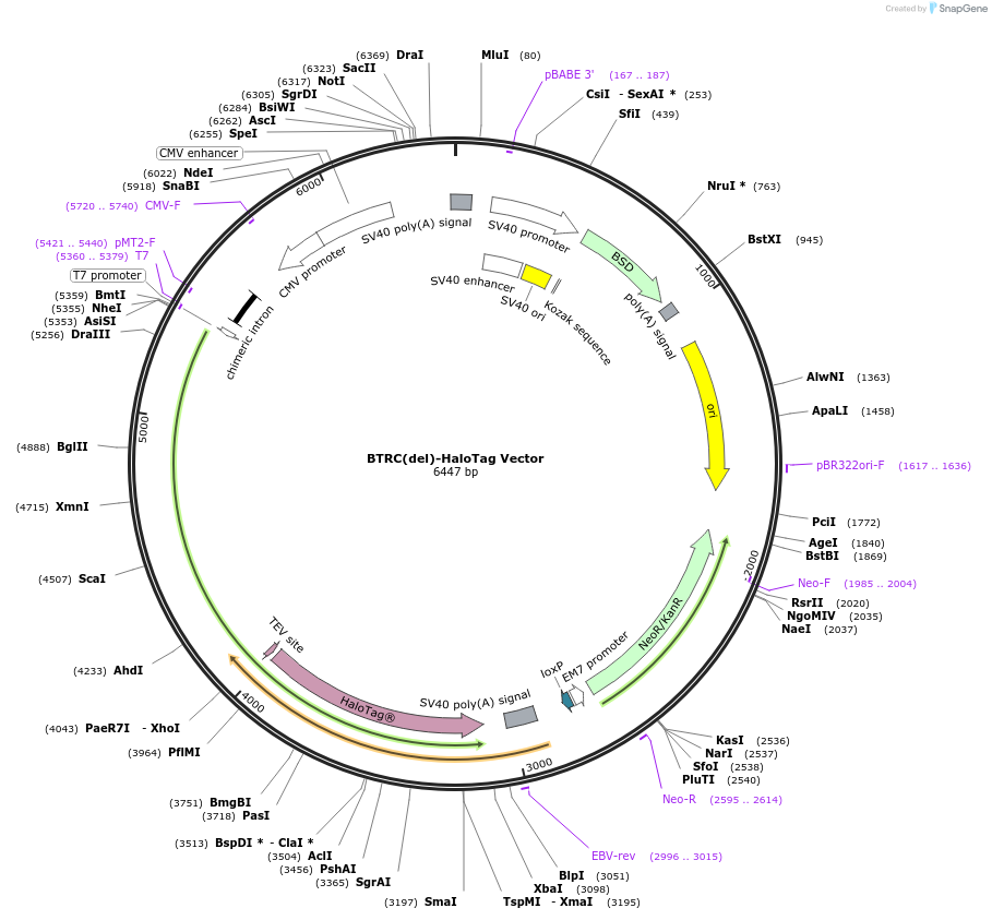 238662-plasmid-map-sequence-id-482040