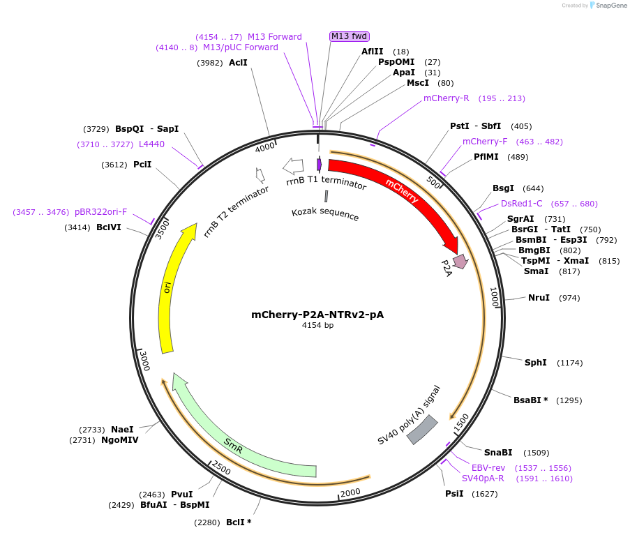 241195-plasmid-map-sequence-id-482042