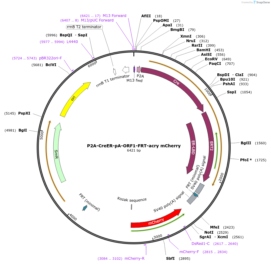 241167-plasmid-map-sequence-id-482045
