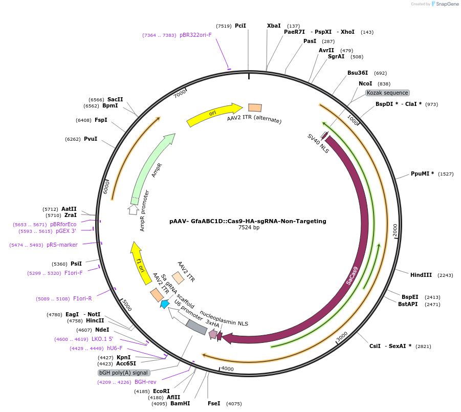 241026-plasmid-map-sequence-id-482053