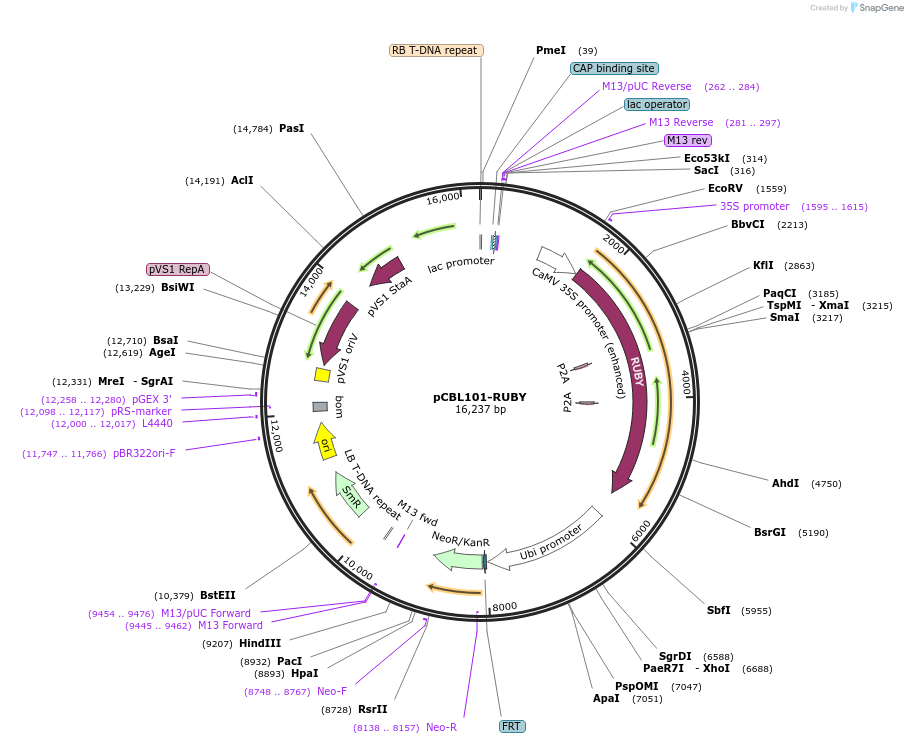 199723-plasmid-map-sequence-id-482057