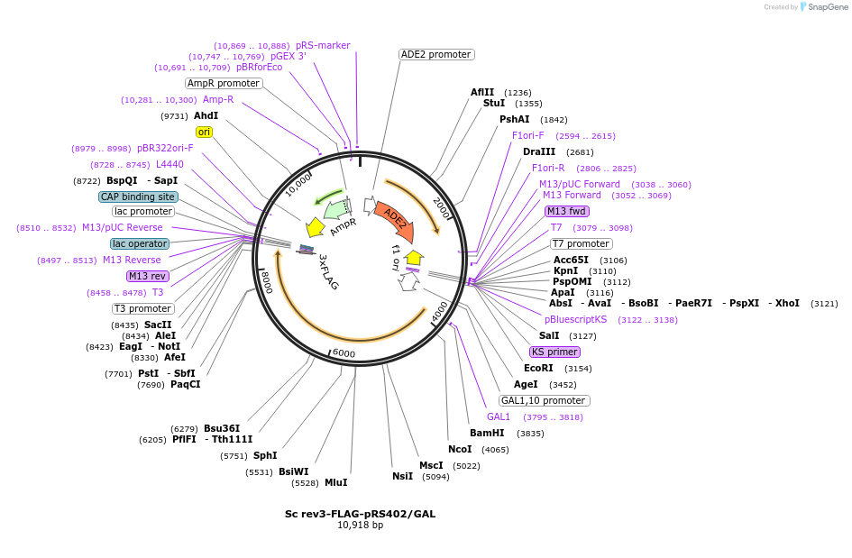 241258-plasmid-map-sequence-id-482060