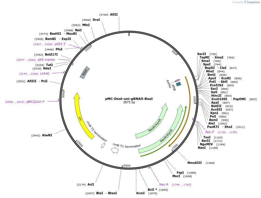 241150-plasmid-map-sequence-id-482080