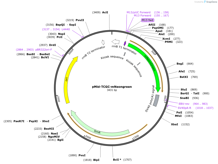 241171-plasmid-map-sequence-id-482081