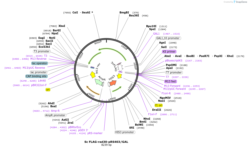 241260-plasmid-map-sequence-id-482082
