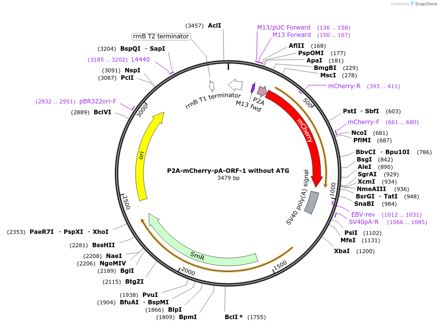 241158-plasmid-map-sequence-id-482083