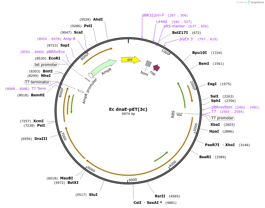 241262-plasmid-map-sequence-id-482091