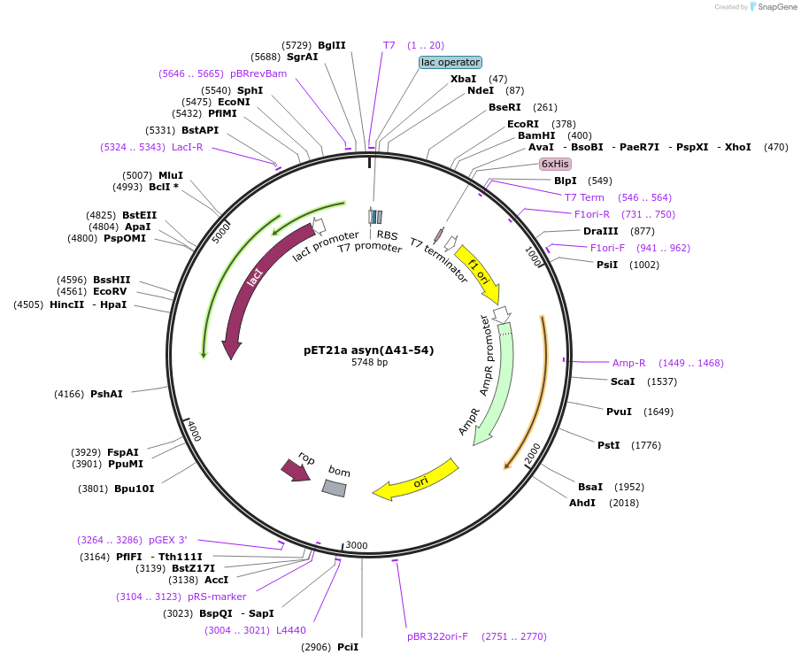 242234-plasmid-map-sequence-id-482093