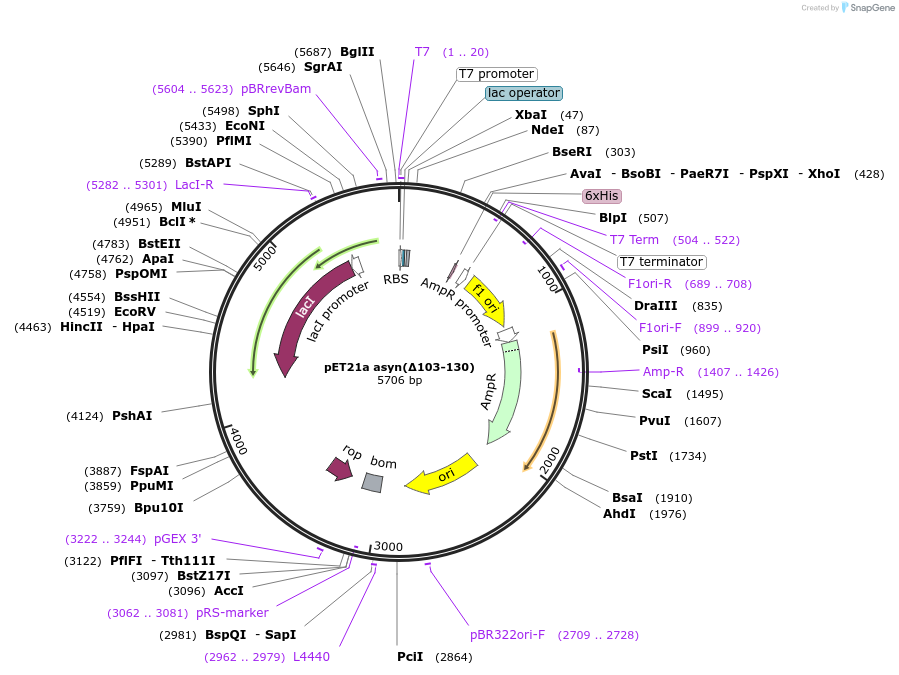 242235-plasmid-map-sequence-id-482094