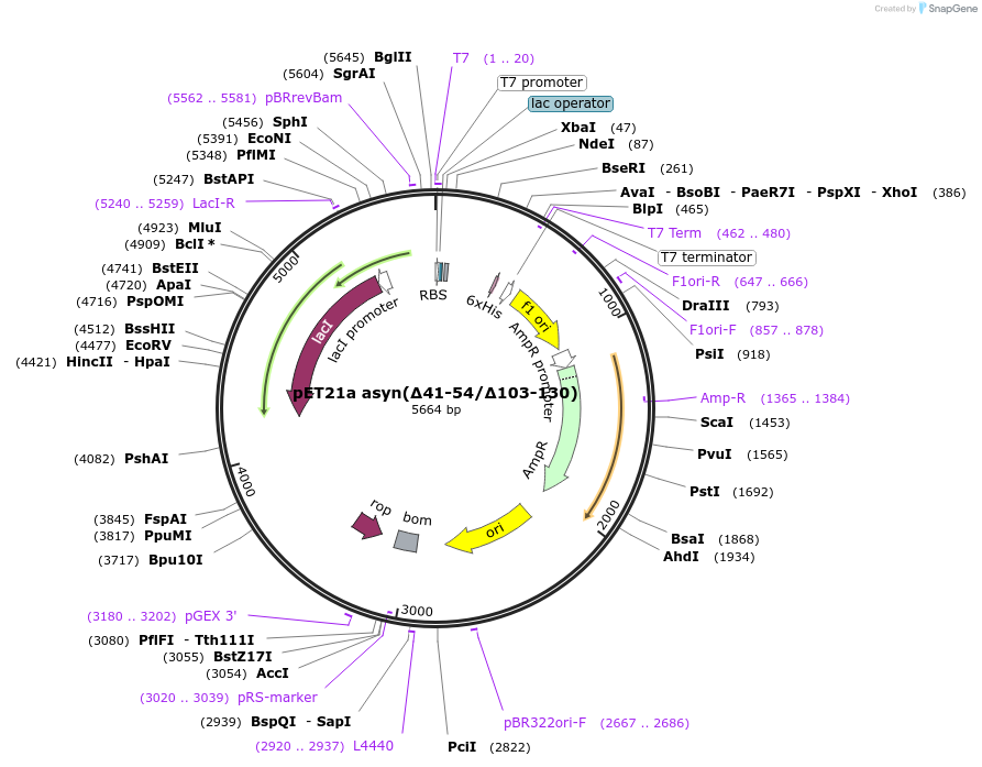 242236-plasmid-map-sequence-id-482095
