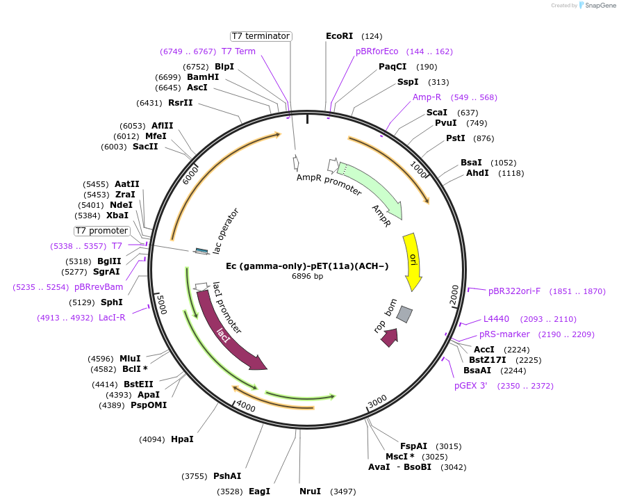 241265-plasmid-map-sequence-id-482108