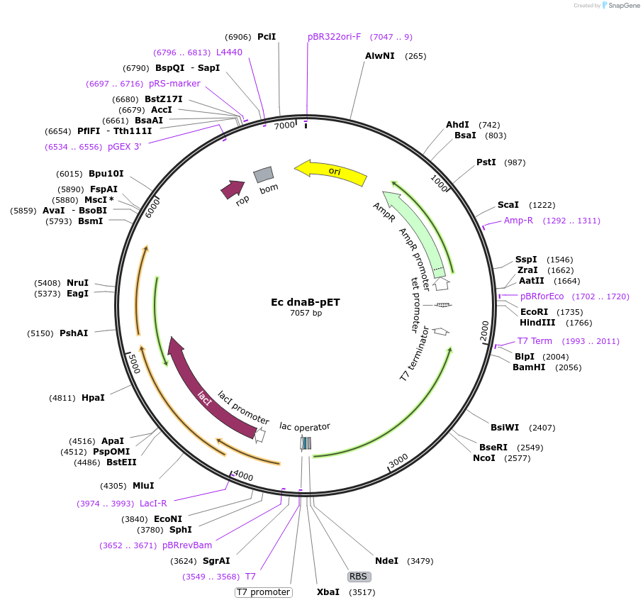 241266-plasmid-map-sequence-id-482109
