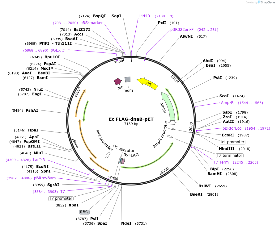 241267-plasmid-map-sequence-id-482110