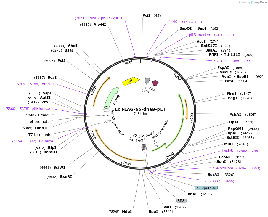 241268-plasmid-map-sequence-id-482111