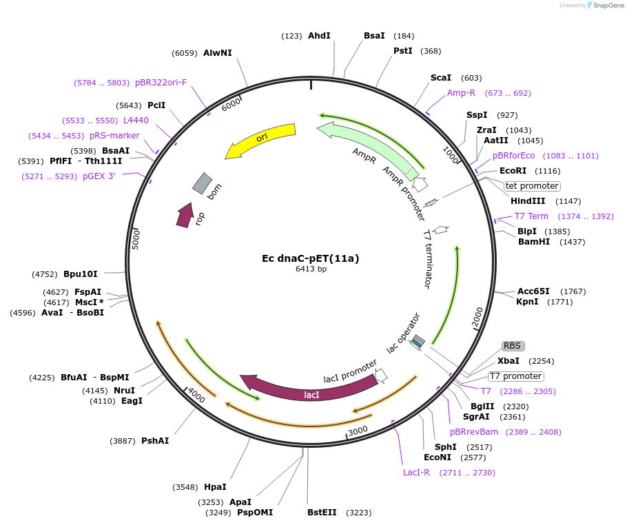 241269-plasmid-map-sequence-id-482112