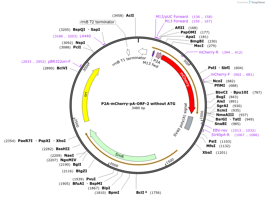 241159-plasmid-map-sequence-id-482145