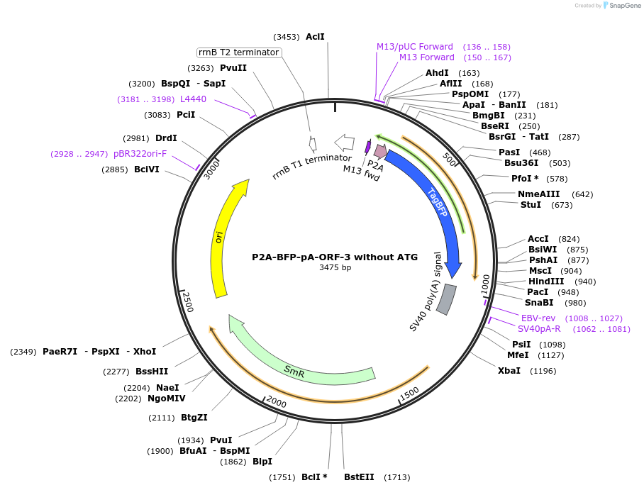 241164-plasmid-map-sequence-id-482149