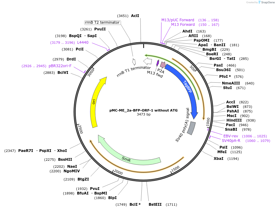 241162-plasmid-map-sequence-id-482154