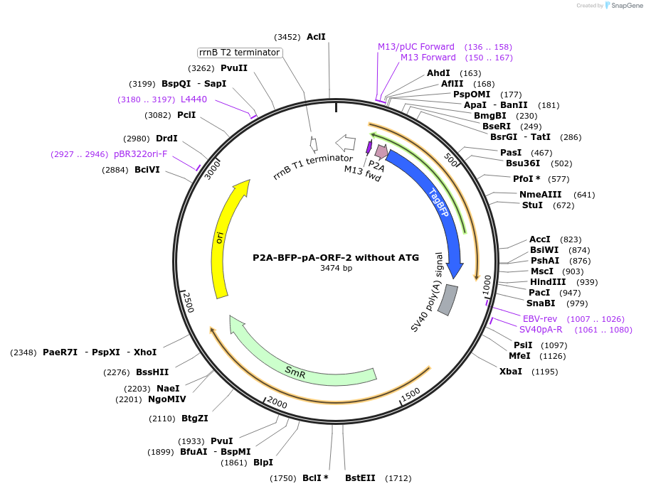 241163-plasmid-map-sequence-id-482155