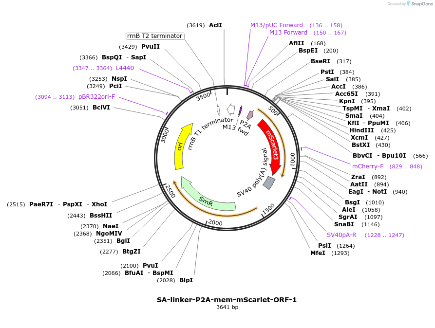 241186-plasmid-map-sequence-id-482157